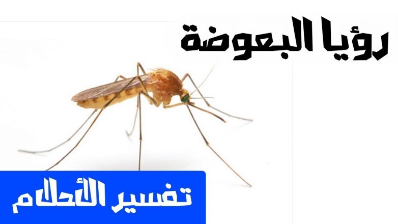 تفسير حلم رؤية البعوض