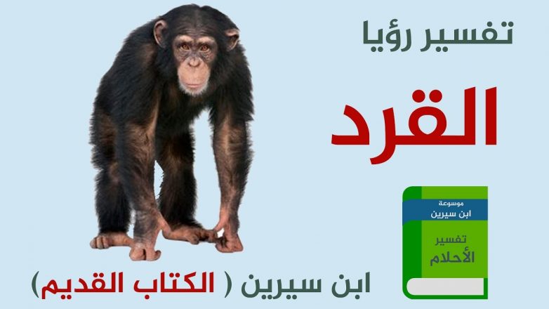 تفسير حلم رؤية القرد